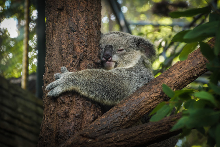 Koala Bear on Tree Photograph Print 100% Australian Made