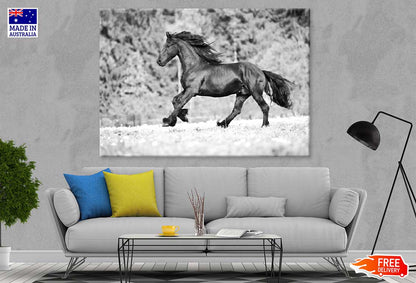 Running Horse B&W View Photograph Print 100% Australian Made