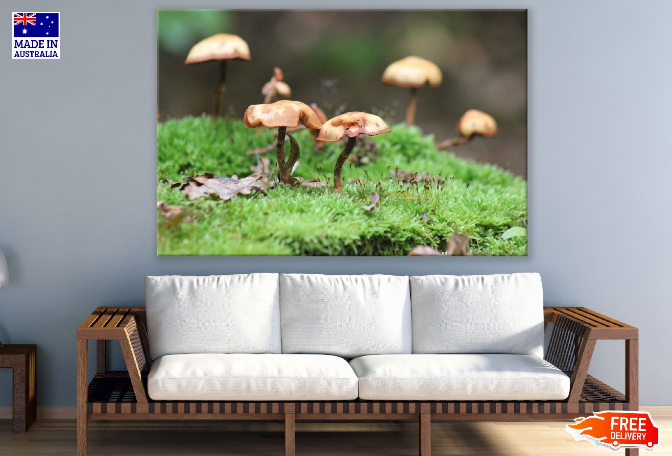 Mushrooms on Grass Field Photograph Print 100% Australian Made