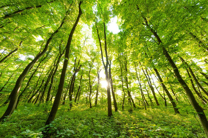 Green Spring Forest Trees View Photograph Home Decor Premium Quality Poster Print Choose Your Sizes