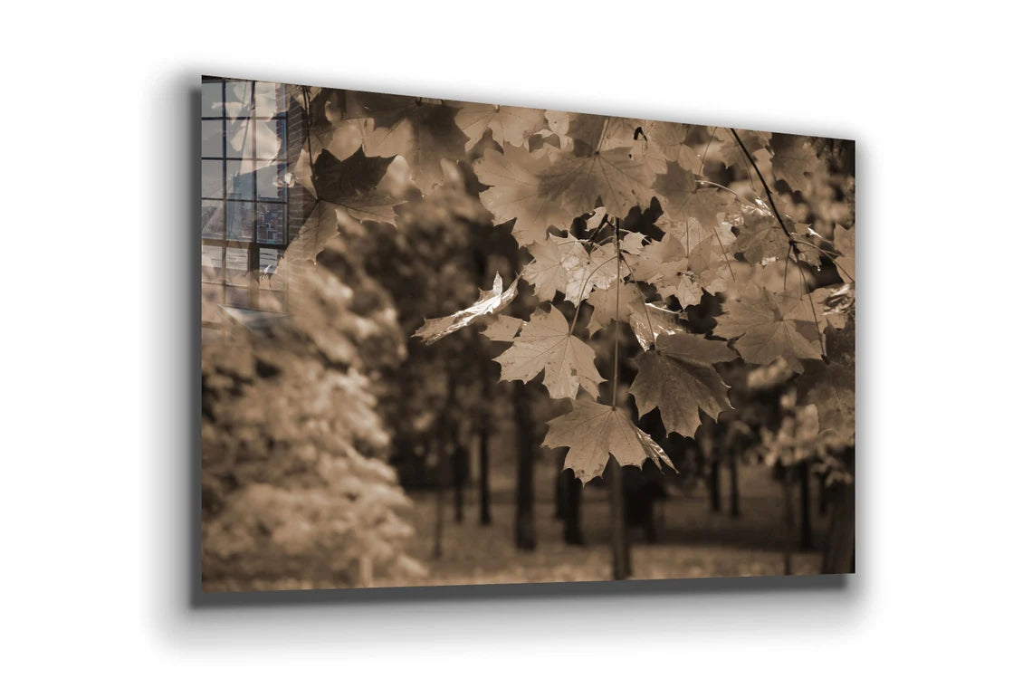 Autumn Tree Faded View Print Tempered Glass Wall Art 100% Made in Australia Ready to Hang