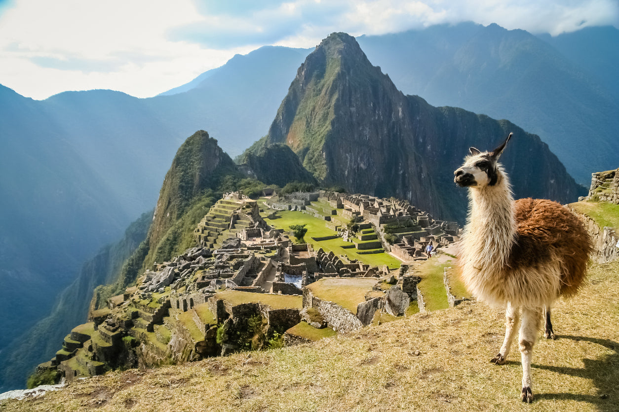 Llama in Ancient Inca Town View Photograph Print 100% Australian Made