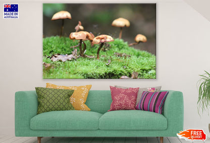 Mushrooms on Grass Field Photograph Print 100% Australian Made