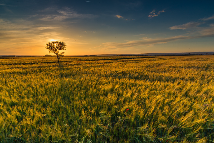 Tree & Grass Field Photograph Print 100% Australian Made