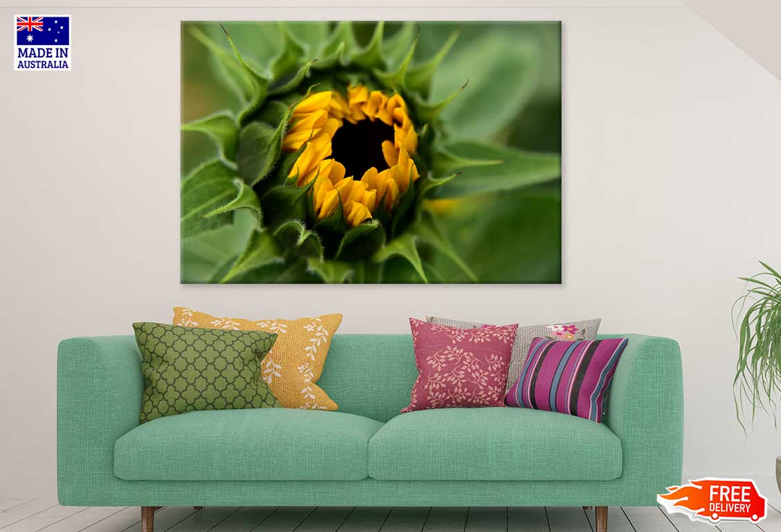 Sunflower Buds Flower Closeup Photograph Print 100% Australian Made