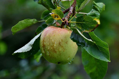 Green Apple on Tree Closeup Photograph Print 100% Australian Made