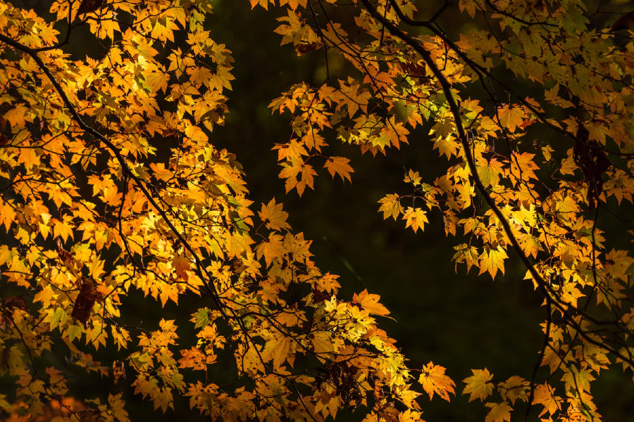 Yellow Autumn Tree Branch View Photograph Print 100% Australian Made