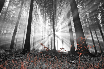 Sunshine Through Trees B&W View Photograph Print 100% Australian Made