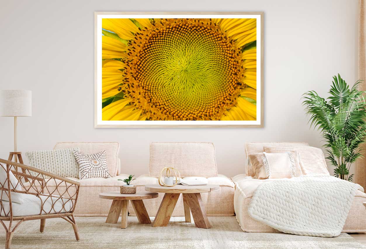 Macro Pollen of Sunflower View Photograph Home Decor Premium Quality Poster Print Choose Your Sizes