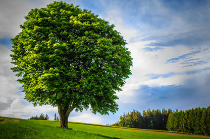 Big Green Tree on Grass Hill View Photograph Print 100% Australian Made