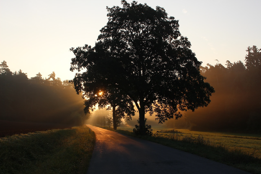 Trees Near Road Photograph Print 100% Australian Made