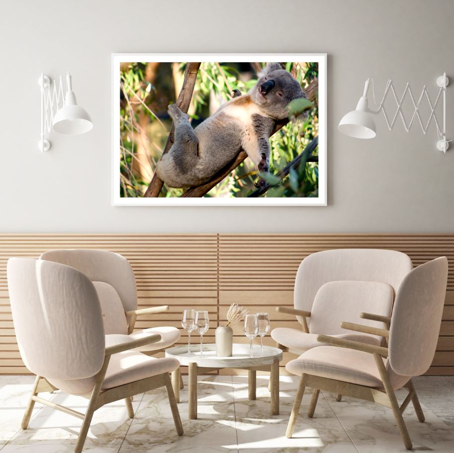 Koala Bear on Tree Photograph Home Decor Premium Quality Poster Print Choose Your Sizes