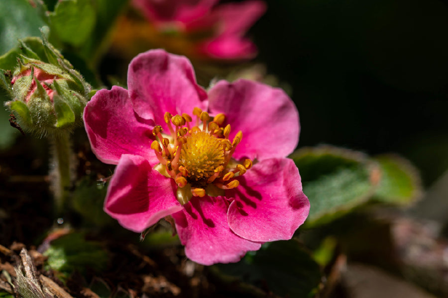 Pink Flower Surrounded By Leaves Photograph Print 100% Australian Made