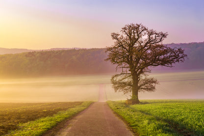 Tree on Green Grass Field Road View Photograph Home Decor Premium Quality Poster Print Choose Your Sizes