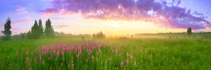 Panoramic Canvas Blossoming Meadow Sunset With Flowers High Quality 100% Australian Made Wall Canvas Print Ready to Hang