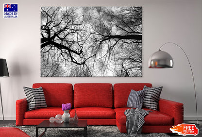 Leafless Tree Branches B&W View Photograph Print 100% Australian Made