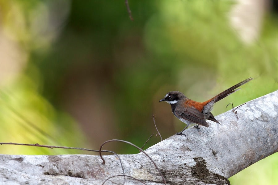 Bird on Tree Branch Closeup Photograph Print 100% Australian Made