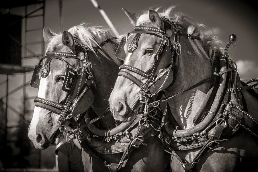 Two Horses Closeup B&W Photograph Print 100% Australian Made