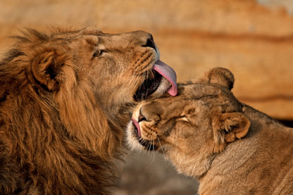 Lion & Lioness Love Photograph Print 100% Australian Made