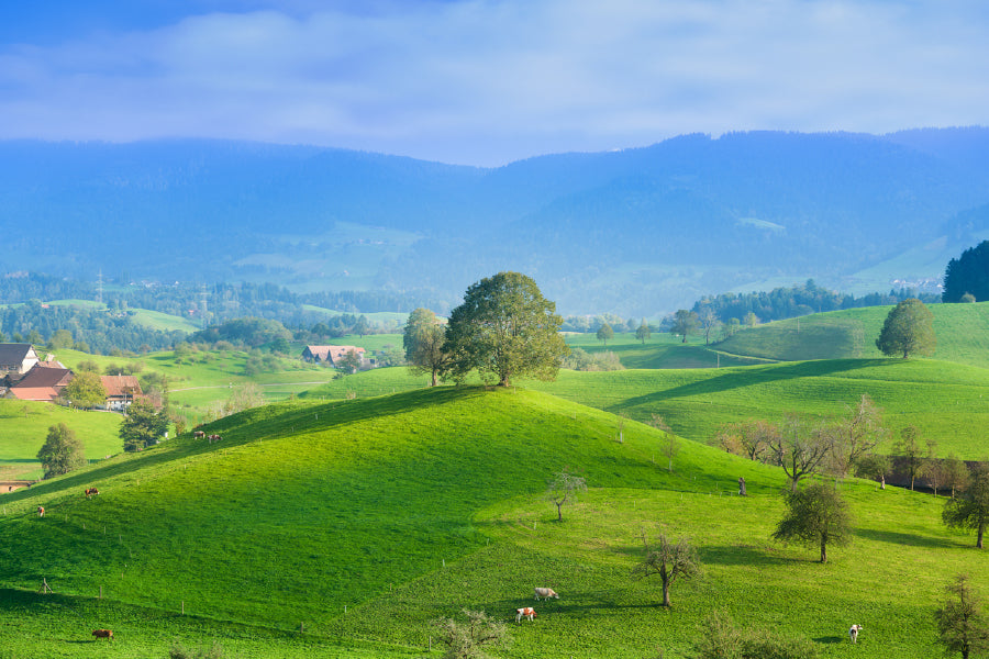 Tree on Green Grass Hill Aerial Photograph Home Decor Premium Quality Poster Print Choose Your Sizes