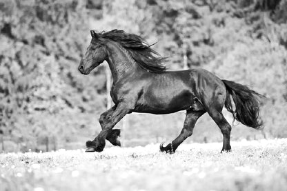 Running Horse B&W View Photograph Print 100% Australian Made