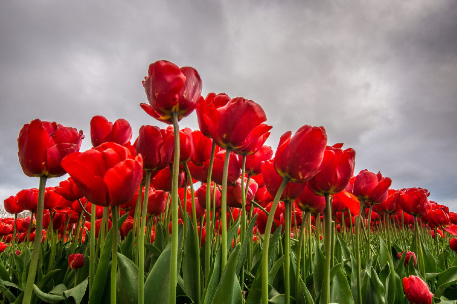 Red Tulip Field View From Below Photograph Print 100% Australian Made