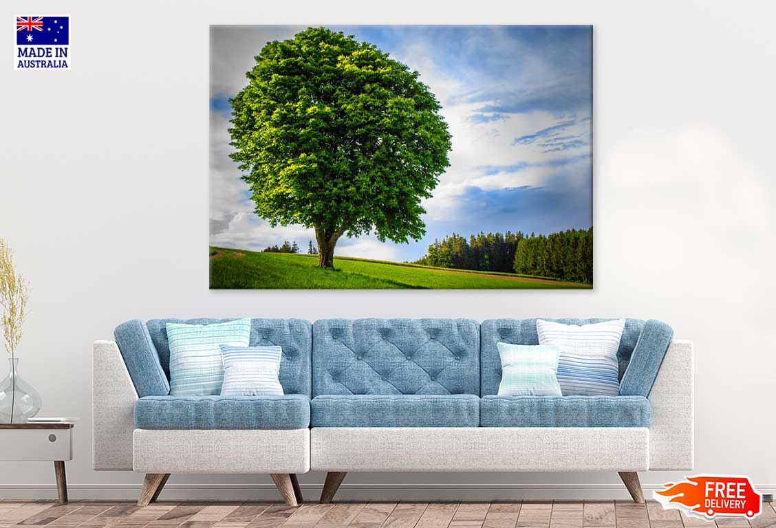 Big Green Tree on Grass Hill View Photograph Print 100% Australian Made