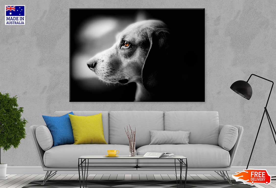 Orange Eye Dog B&W Photograph Print 100% Australian Made