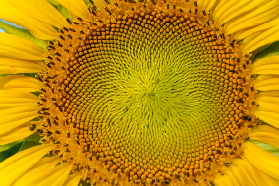 Macro Pollen of Sunflower View Photograph Home Decor Premium Quality Poster Print Choose Your Sizes