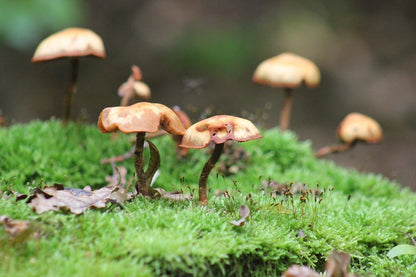 Mushrooms on Grass Field Photograph Print 100% Australian Made