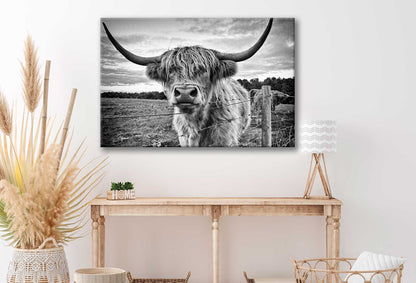 Bella Home Highland Cow B&W Photograph Print Canvas Ready to hang