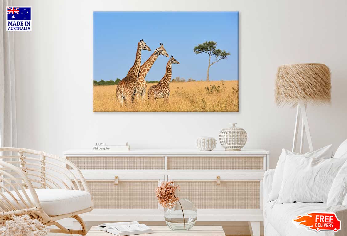 Giraffes Walking in Grass Field View Photograph Print 100% Australian Made