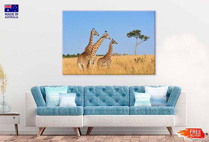 Giraffes Walking in Grass Field View Photograph Print 100% Australian Made