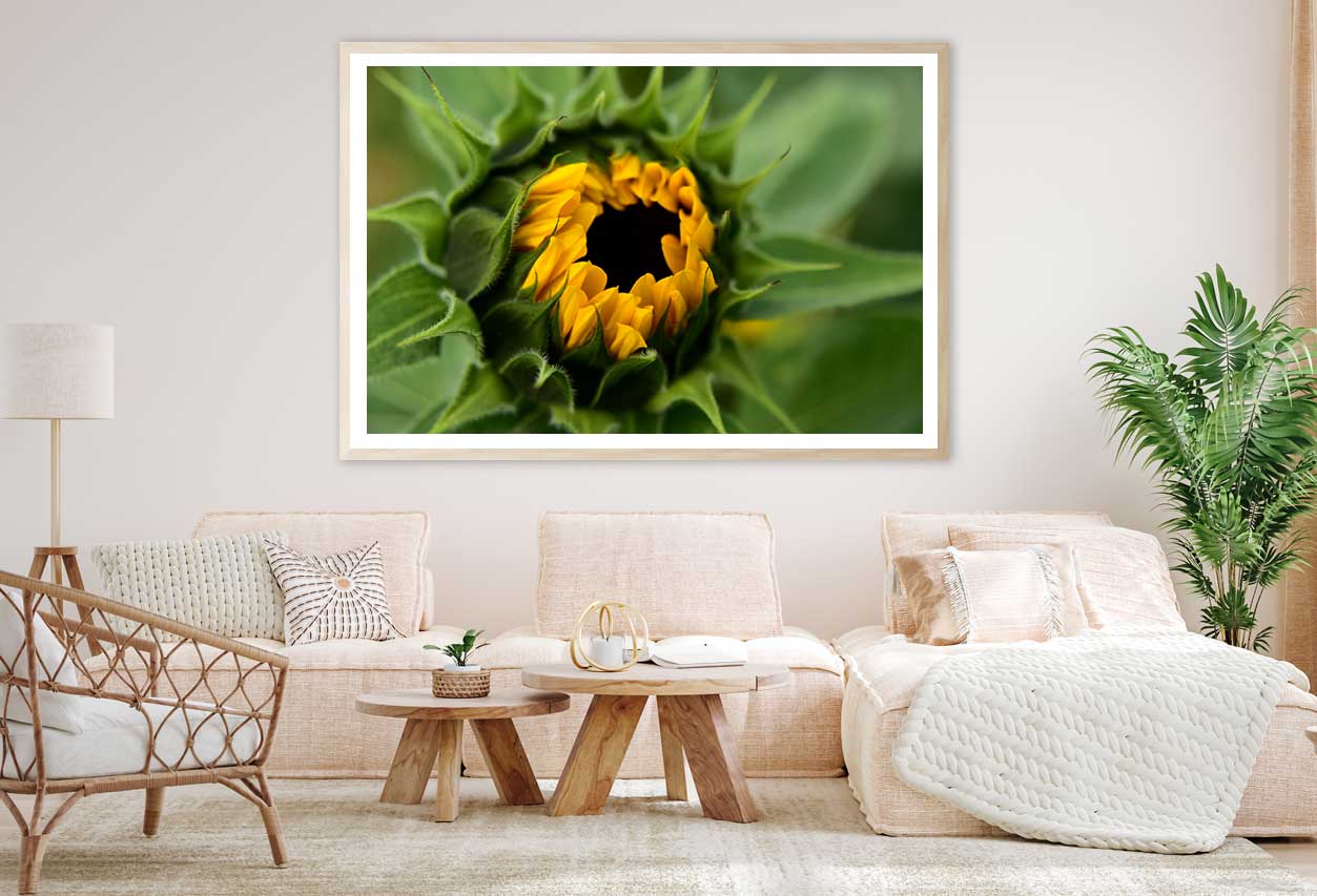 Sunflower Buds Flower Closeup View Photograph Home Decor Premium Quality Poster Print Choose Your Sizes