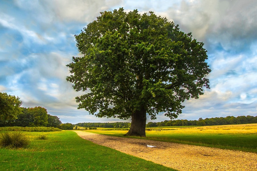 Tree on Grass Field Photograph Print 100% Australian Made