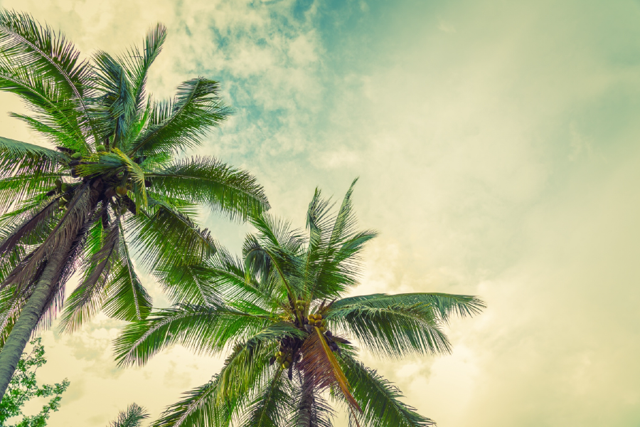 Palm Trees & Sky Scenery Home Decor Premium Quality Poster Print Choose Your Sizes