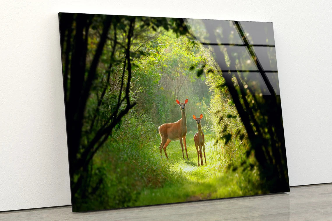 Deers in Forest Photograph Acrylic Glass Print Tempered Glass Wall Art 100% Made in Australia Ready to Hang