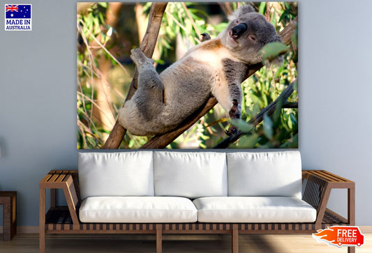 Koala Bear on Tree Photograph Print 100% Australian Made