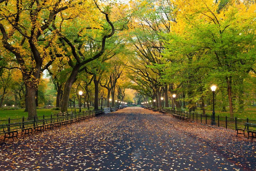 Yellow Flower Trees & Walking Road View Print 100% Australian Made