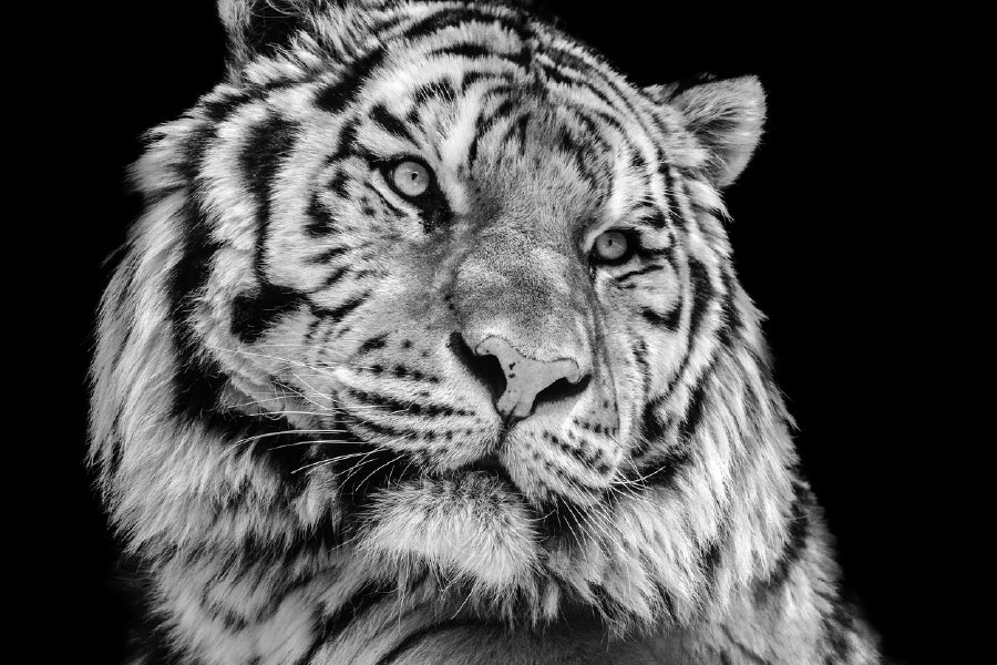 Tiger Face Closeup B&W Photograph Print 100% Australian Made