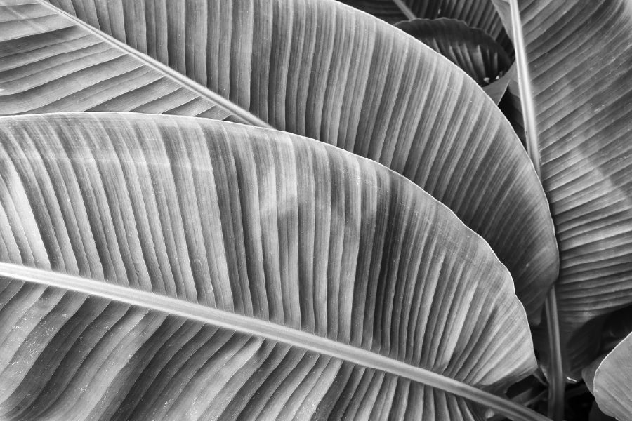 Banana Leaves View B&W Photograph Print 100% Australian Made