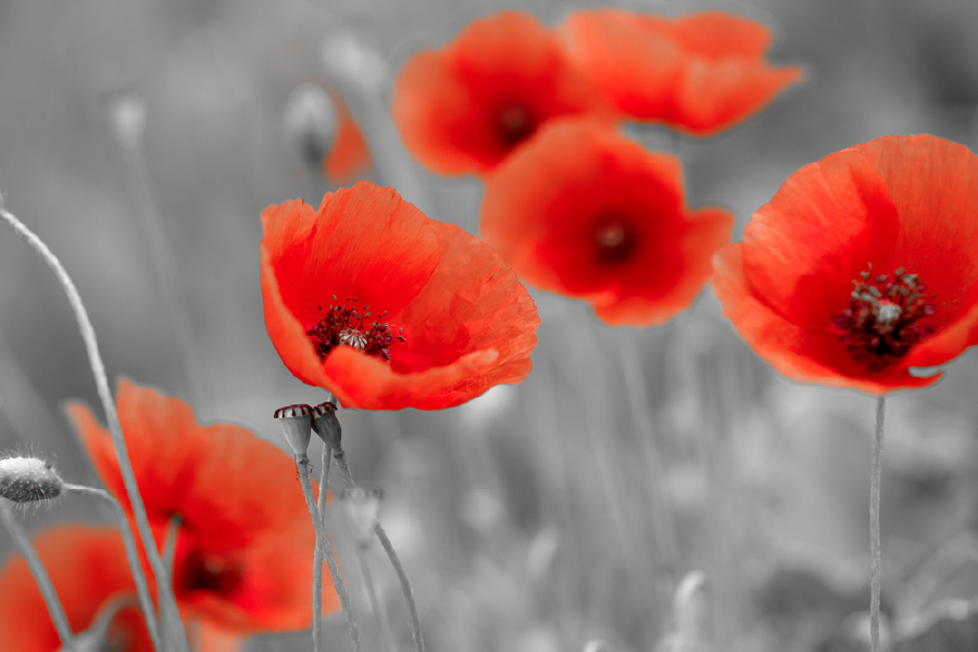 Red Poppies Flower Portrait B&W Photograph Print 100% Australian Made