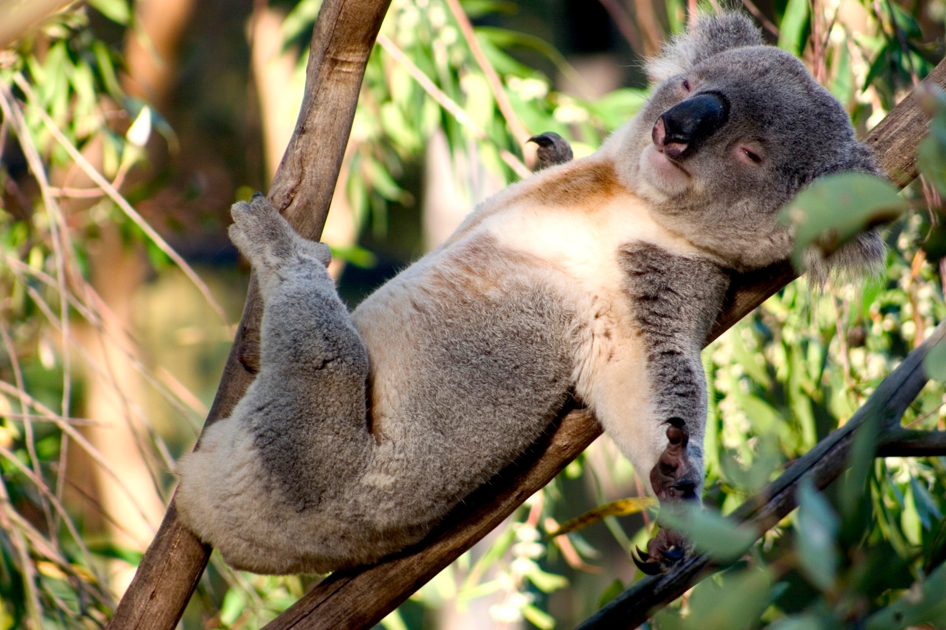 Koala Bear on Tree Photograph Home Decor Premium Quality Poster Print Choose Your Sizes