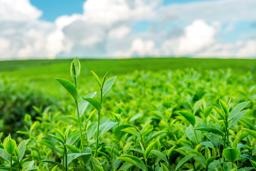 Green Tea Bud Leaves Sky View Photograph Print 100% Australian Made