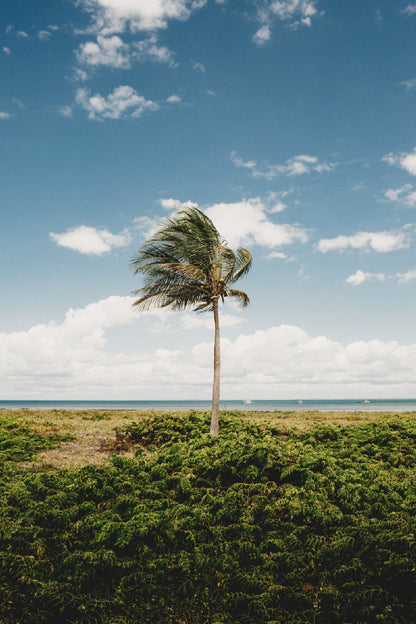 Palm Tree in Windy with Clouds Photograph Print 100% Australian Made