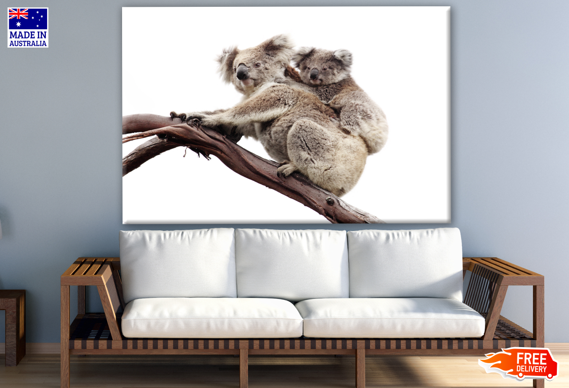 Australian Native Koala and Joey Photograph Print 100% Australian Made