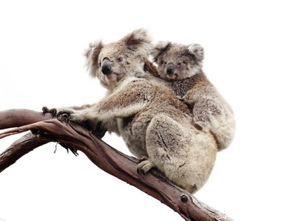 Australian Native Koala and Joey Photograph Print 100% Australian Made