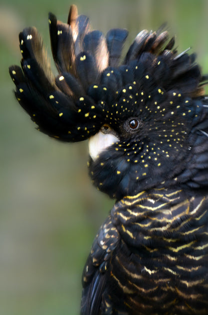 Black Cockatoo Bird Portrait Photograph Print 100% Australian Made