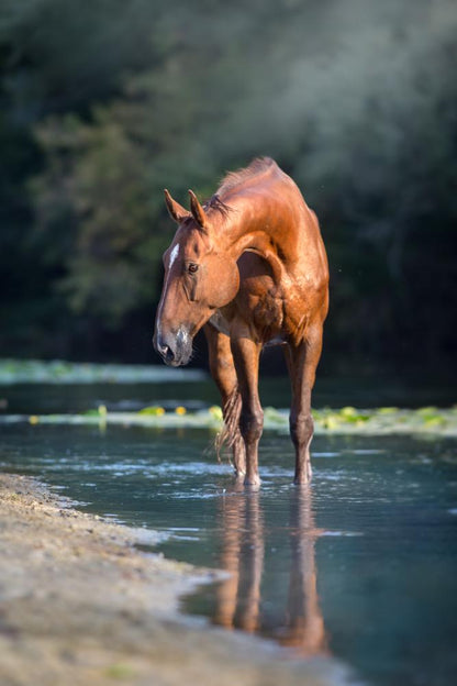 Brown Horse Standing on Water Print 100% Australian Made