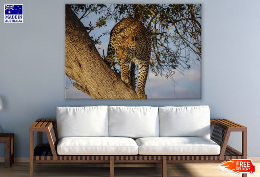 Jaguar in a Tree Closeup Photograph Print 100% Australian Made